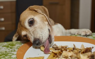 Thanksgiving Food Safety Tips for Dog