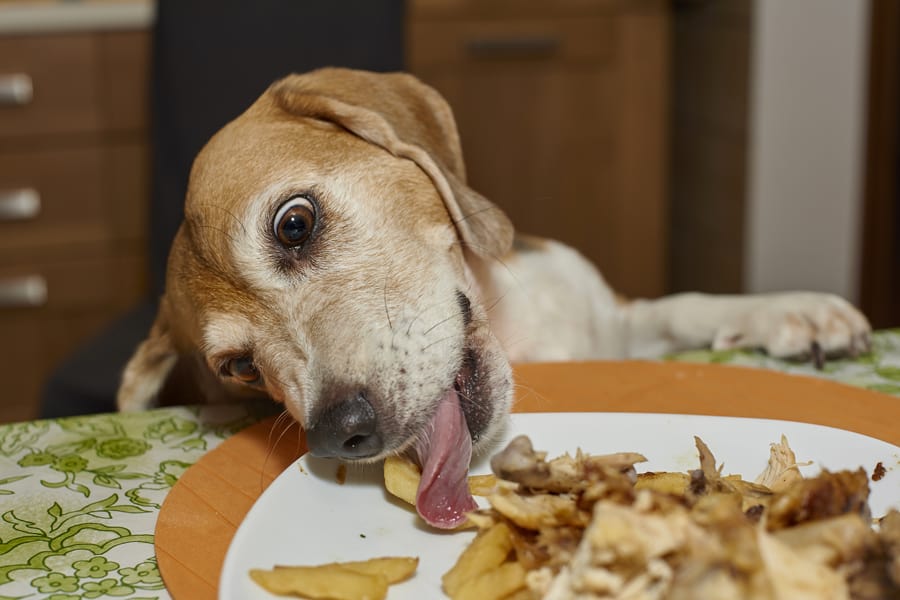 Thanksgiving Food Safety Tips for Dog