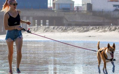 Why Exercise is Important for Your Dog