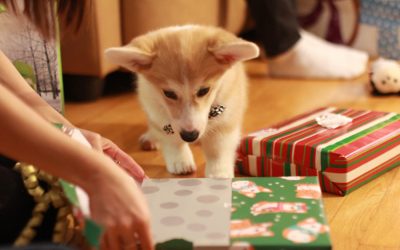 Adopting a Puppy: What to Consider Beforehand