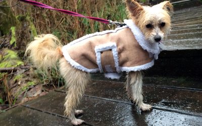 Dog Walk: Yost Park in Edmonds