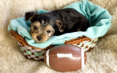 Dog Team Spirit on Super Bowl Sunday