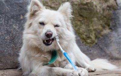 Clean Pet’s Teeth for Dental Health Month