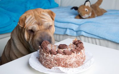 Valentine’s Day Hazards To Dogs & Cats