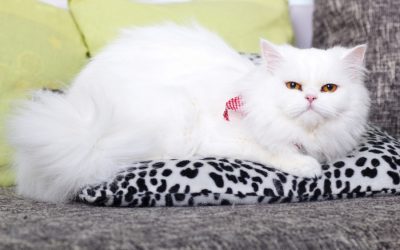 Crazy About Cats-Nine Breeds to Consider