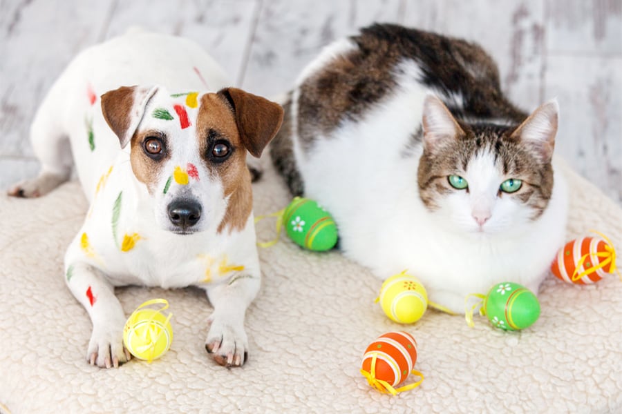 Easter fun with Fido and Boots - TAILored Pet Services LLC