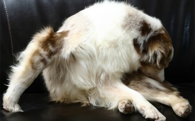 Fleas – An Ounce of Prevention