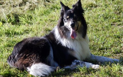 Dog Panting: Normal Versus Worrisome