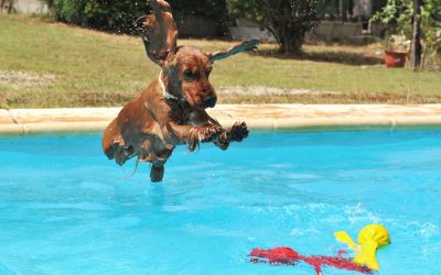 Tips to Avoid Heat Stroke in Your Dog