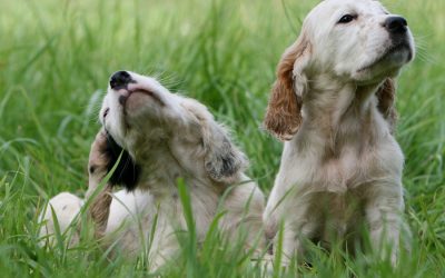 Ear Mites in Dogs: Symptoms & Treatments