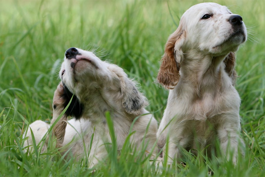 Ear Mites in Dogs: Symptoms & Treatments