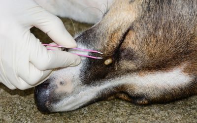 Ticks – How to Safely Remove from Dogs