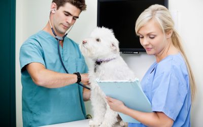 Dog Leukemia: Types, Symptoms, Treatments