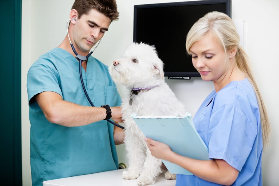 Dog Leukemia: Types, Symptoms, Treatments