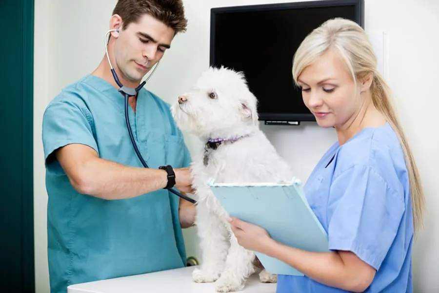 Dog Leukemia: Types, Symptoms, Treatments