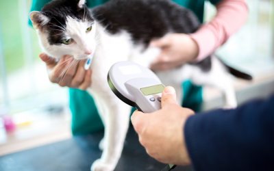 Microchipping-why should you do it?