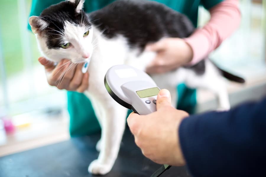 Microchipping-why should you do it?