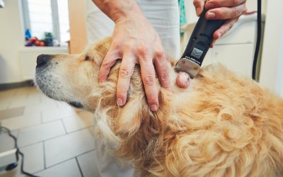 Dog Fatty Tumors (Lipomas)