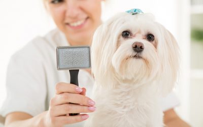 How to Find the Best Dog Groomer: 10 Steps