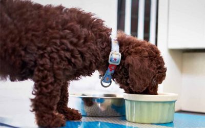 New Puppy Feeding: Vital to Healthy Growth