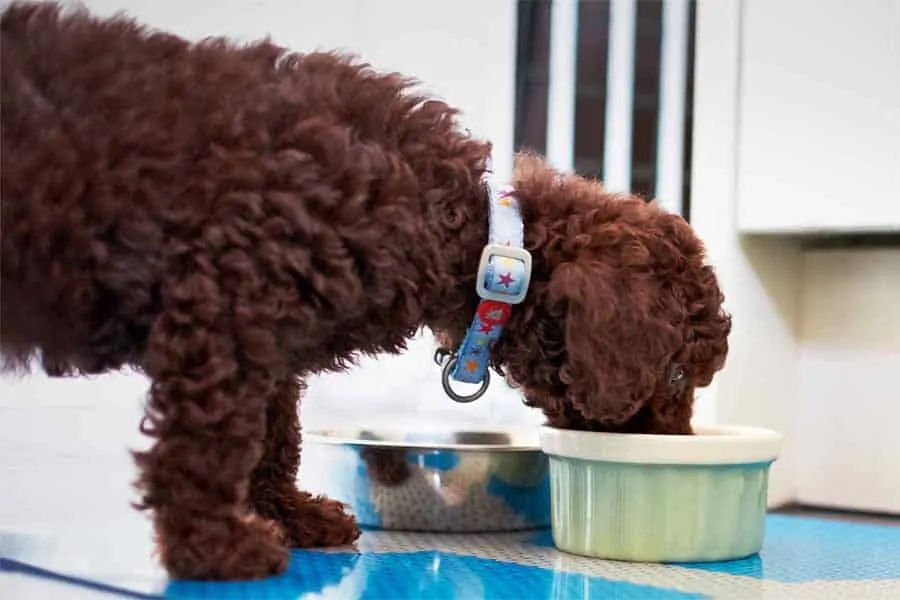 New Puppy Feeding: Vital to Healthy Growth