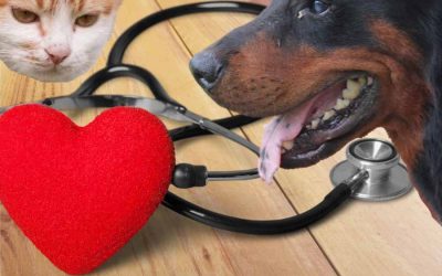 Heart Attacks: do cats and dogs have them?