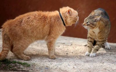 Cat Aggression – What You Need to Know