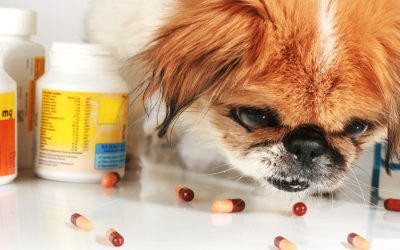 Hidden Dangers For Pets Around Home