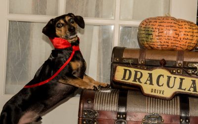 Halloween Tips for Safety Dog