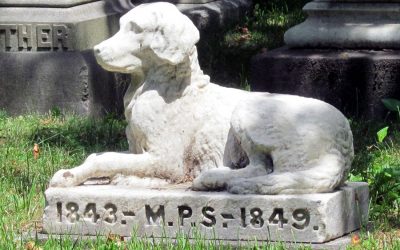 Euthanasia – when is it time to say goodbye