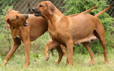 Dog Body Language- How to Read Spot’s