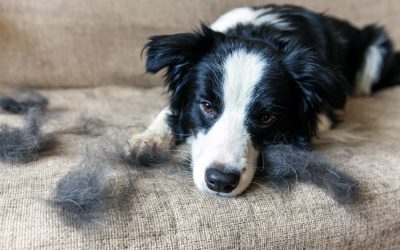 Dog Health Risks That Cause Shedding