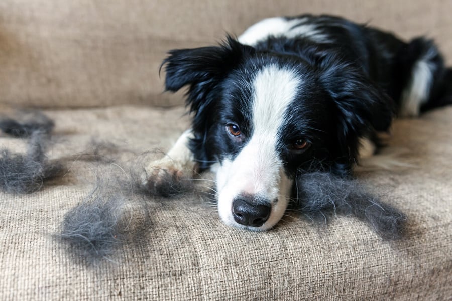 Dog Health Risks That Cause Shedding