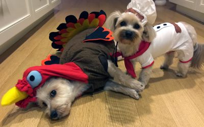 Thanksgiving Safety Tips For Your Pets