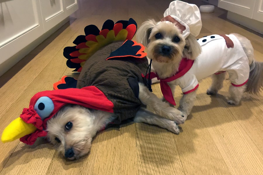 Thanksgiving Safety Tips For Your Pets