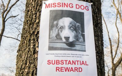 Bringing Your Lost Dog Home ASAP