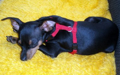 Why Is My Dog Twitching In His Sleep?