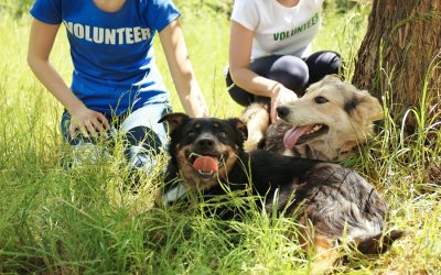 New Year’s Resolution – Volunteer as a Family