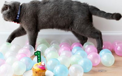 How Long Do Cats Live?