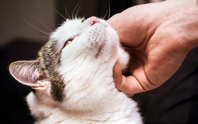 Why Do Cats Purr?