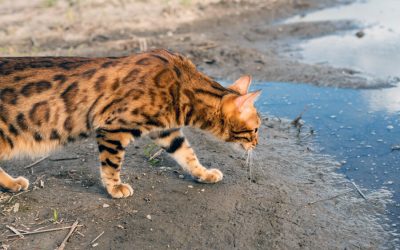 Why Do Cats Hate Water?