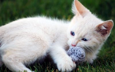 What Does Catnip Do To Cats