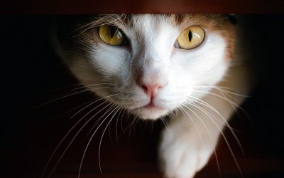 Why Do Cats Have Whiskers