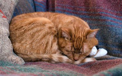 Why Do Cats Sleep So Much