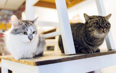 Tips for Living with Multiple Cats