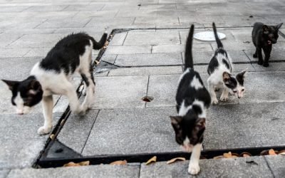 What Is a Group of Cats Called?