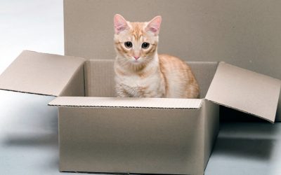 Why Do Cats Like Boxes?