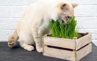 Why Do Cats Eat Grass?