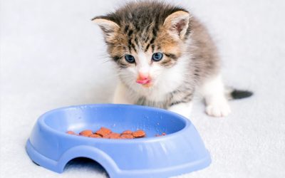Pet Food Bowls Safety