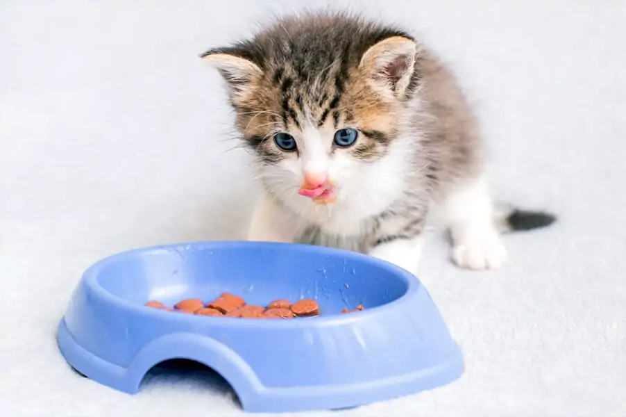 Pet Food Bowls Safety